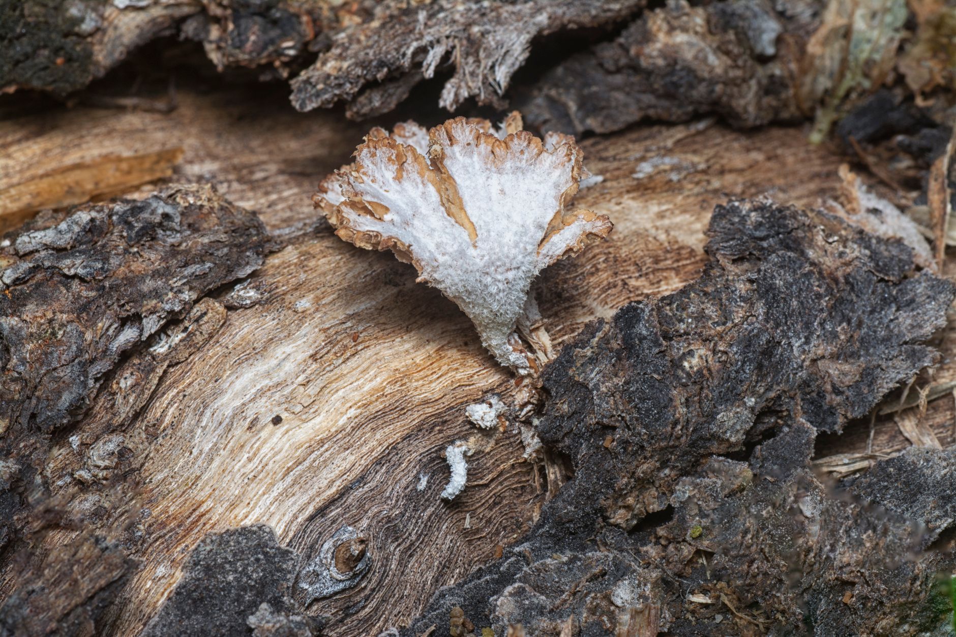 white mycelium covering sawdust substrate in a grow bag