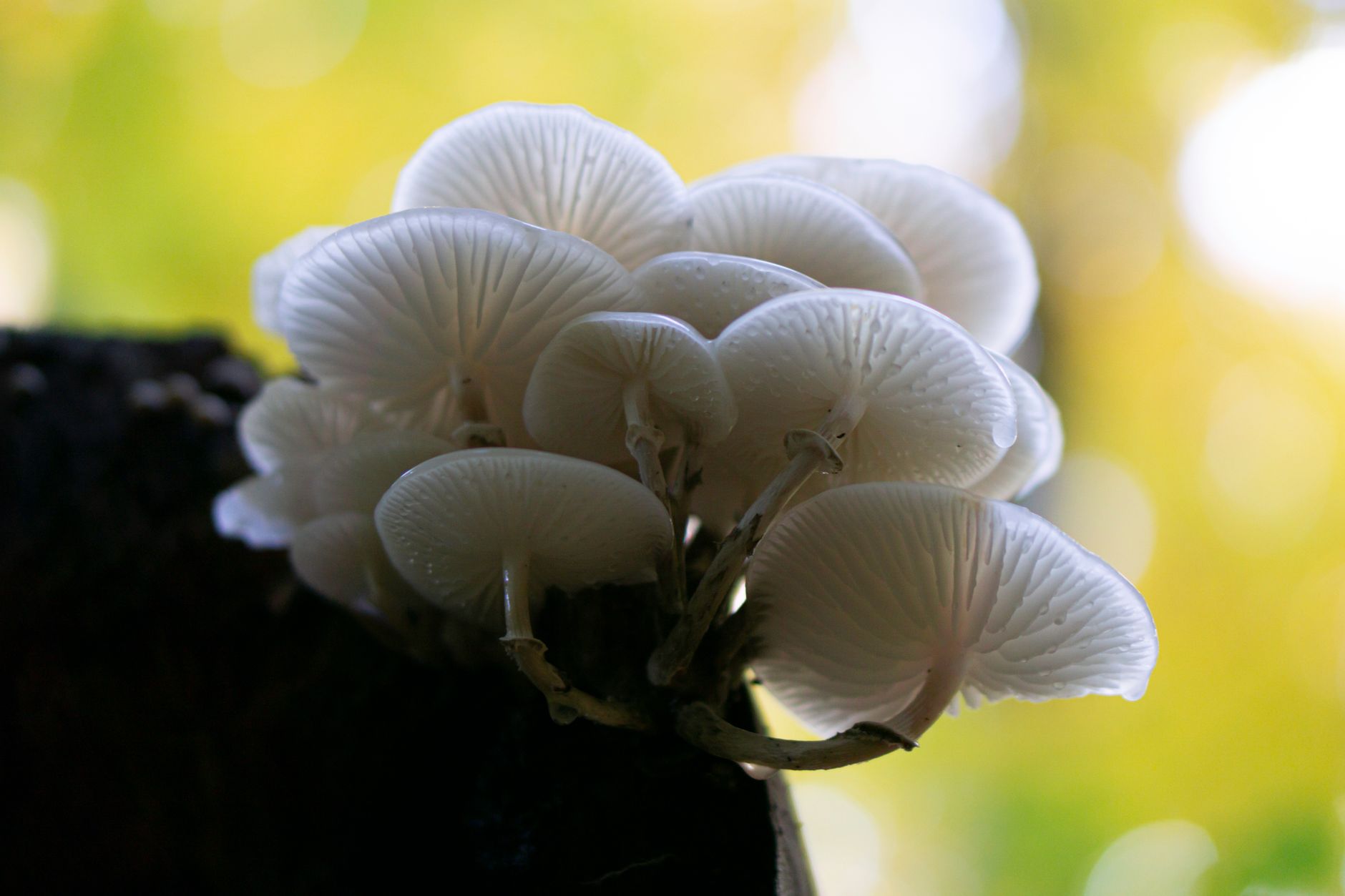 a mushroom grow bag covered in white mycelium after colonization