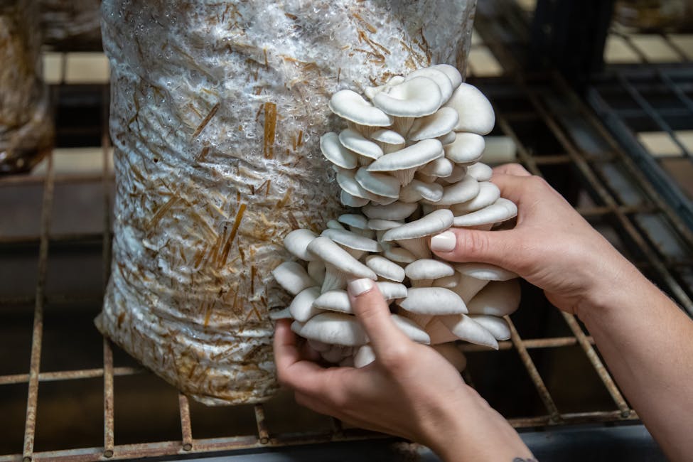 Best Mushroom Substrate Guide: What to Use for Every Species
