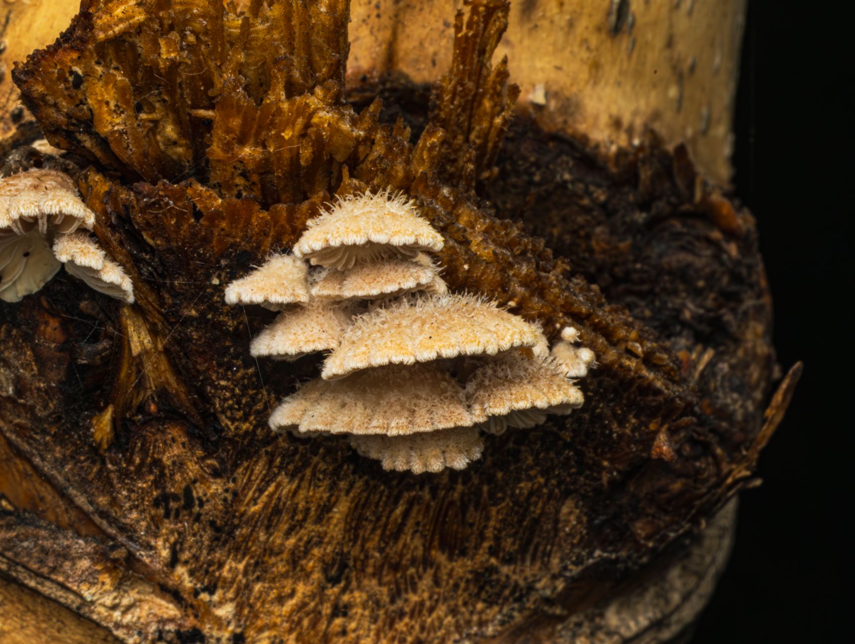 a cluster of cream colored ruffled cauliflower mushroom fruiting from a substrate block