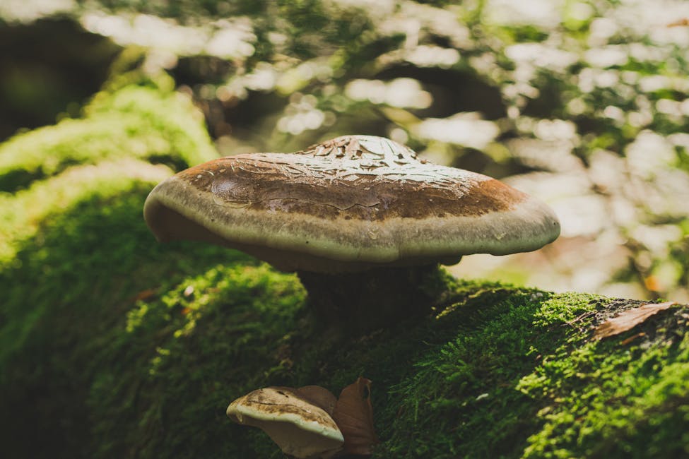 How to Grow Chaga: Complete Guide (Very Hard, Birch trees (parasitic)