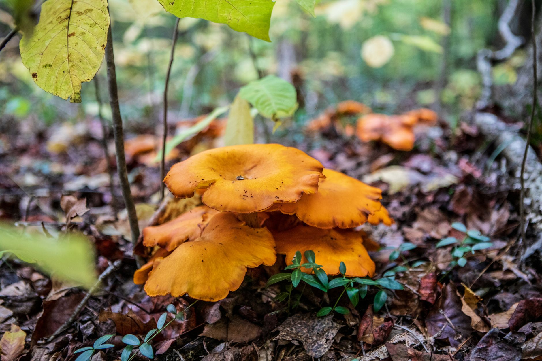 golden chanterelle mushrooms growing among leaf litter near a tree root