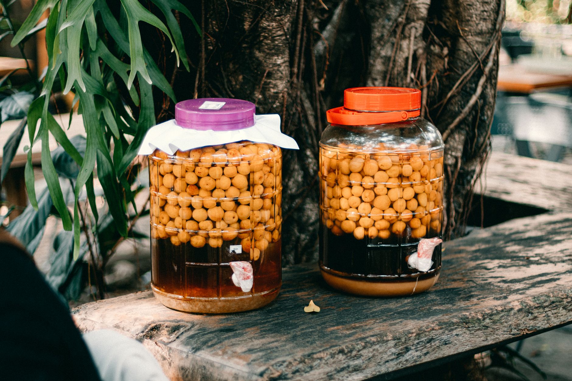 Orange Cordyceps militaris mycelium and young fruiting bodies in quart jars filled with brown rice