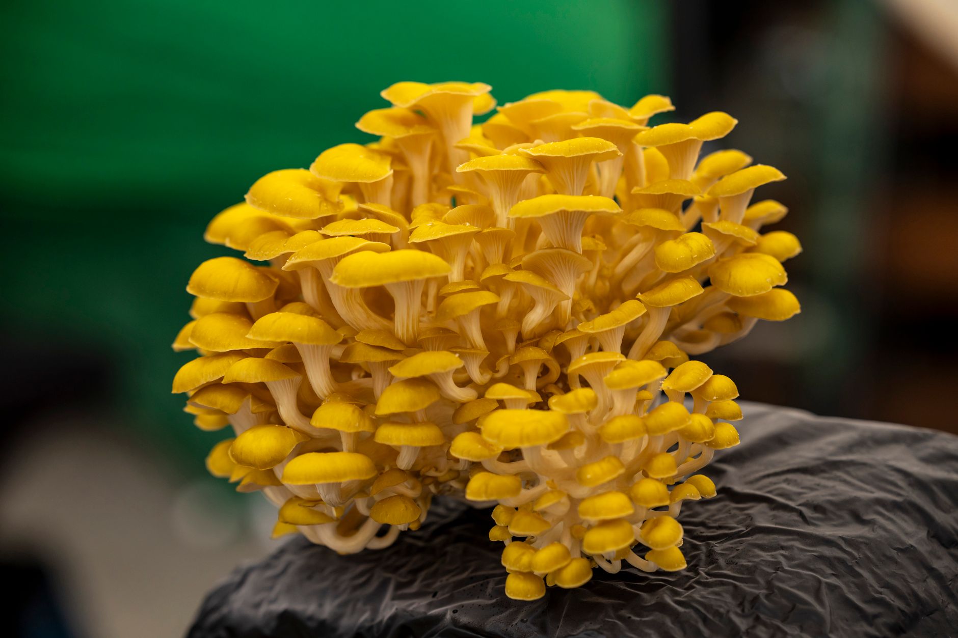 cluster of oyster mushrooms growing in a clear plastic fruiting chamber