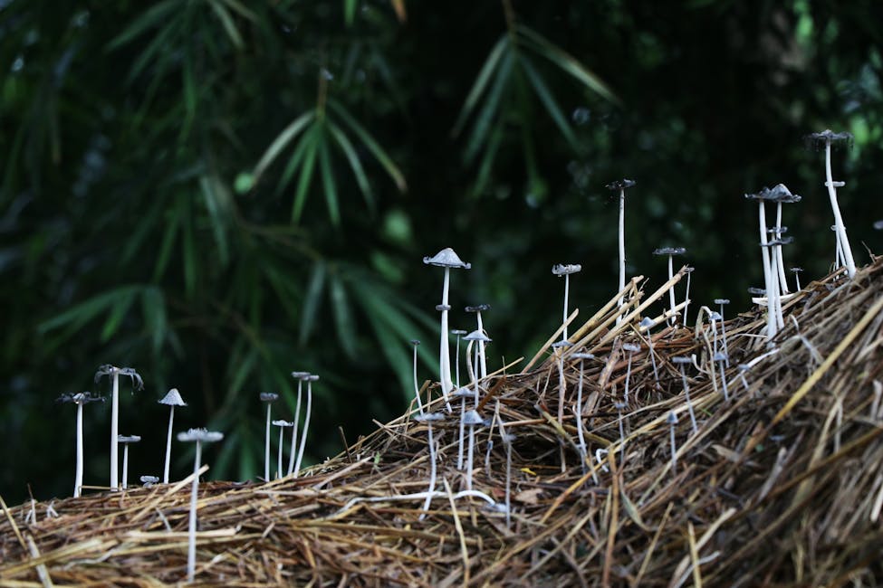 How to Pasteurize Straw for Mushrooms: Heat and Lime Methods
