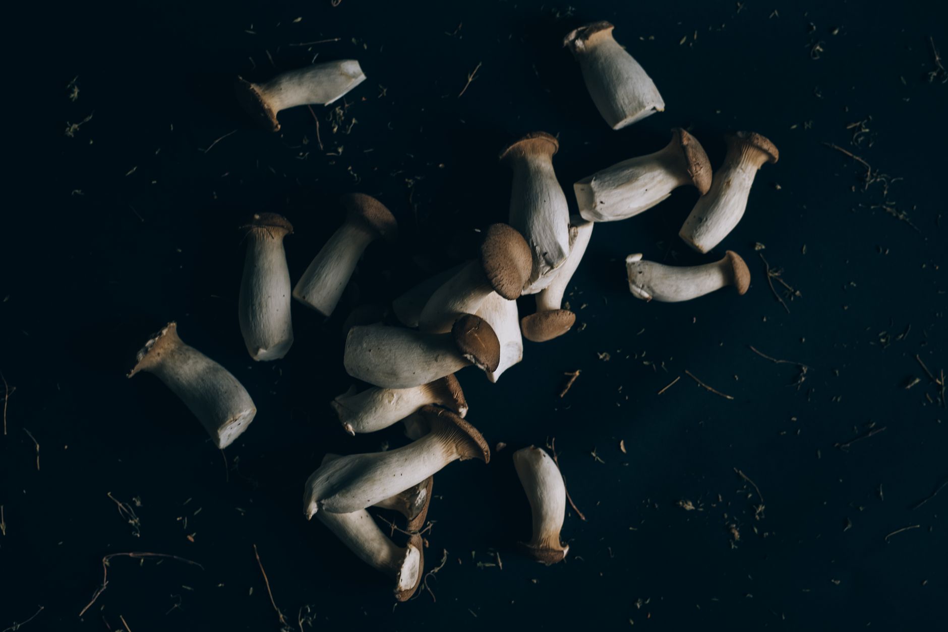 king oyster mushrooms emerging from a sawdust block inside a clear fruiting chamber
