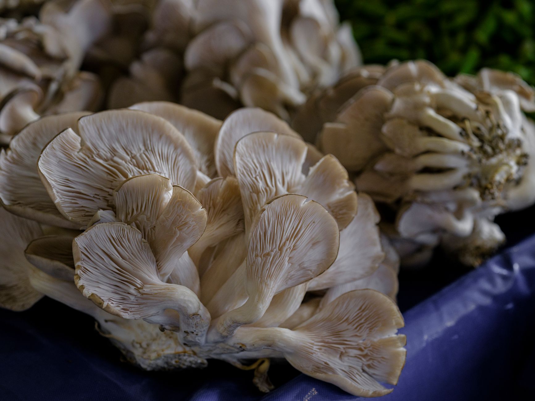 a hand misting an oyster mushroom grow kit with a spray bottle