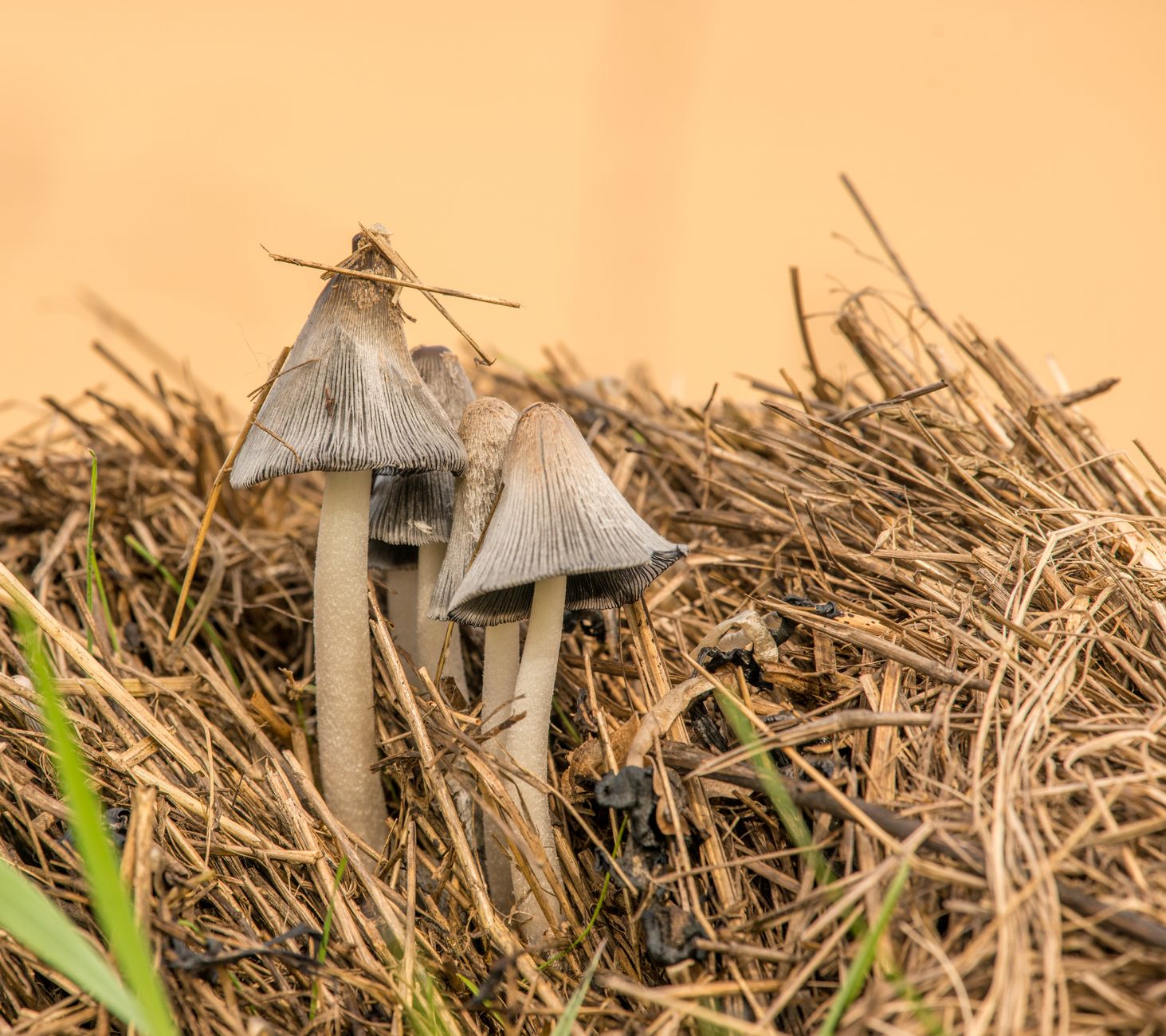 small white paddy straw mushroom buttons emerging from a straw bed