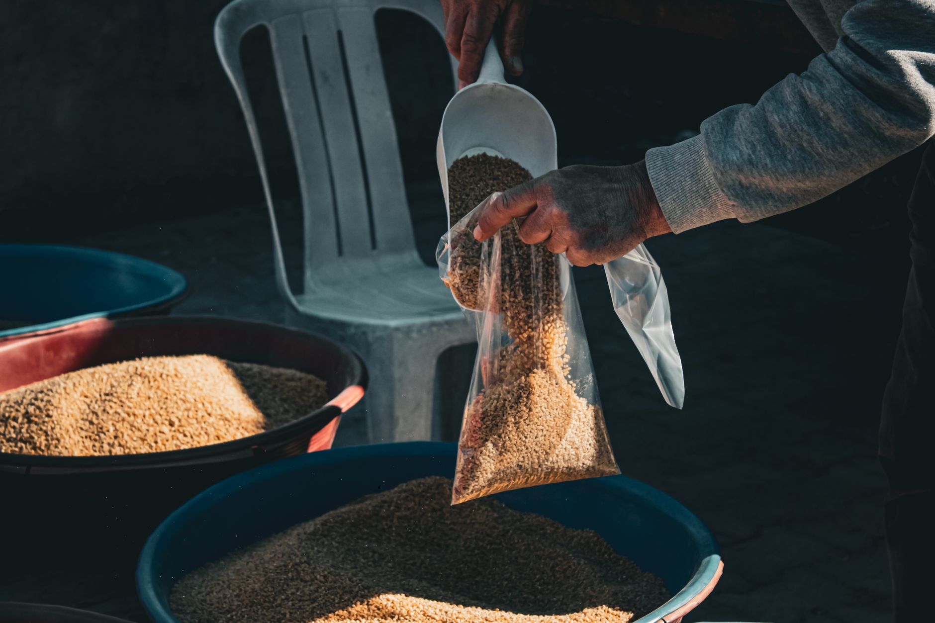 hands adding grain spawn to a sawdust substrate bag for mushroom cultivation