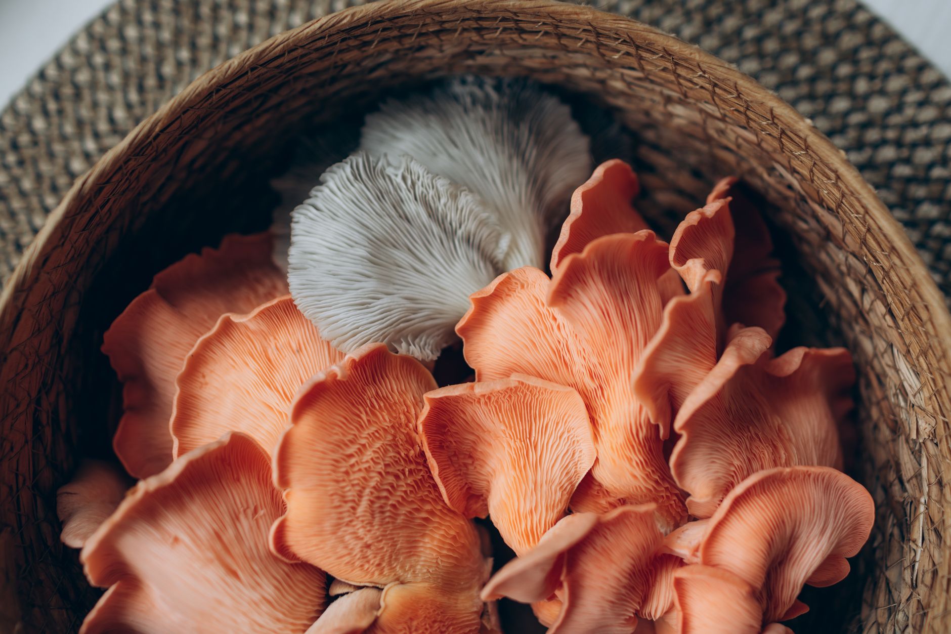a cluster of pink oyster mushrooms fruiting from a sawdust block inside a clear tote