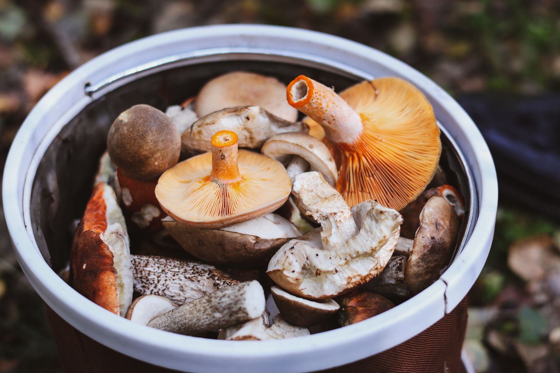 fresh porcini mushrooms emerging from mossy forest soil near tree roots