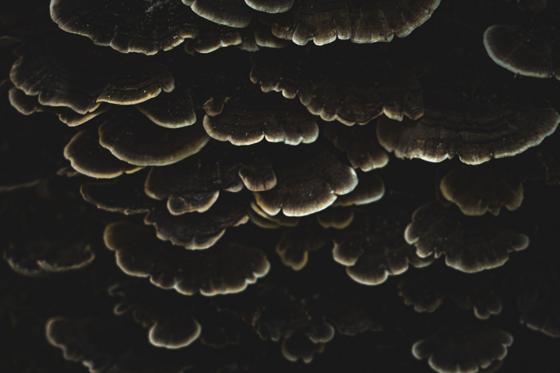 hands spreading a dark casing layer of peat moss and vermiculite over a mushroom bed