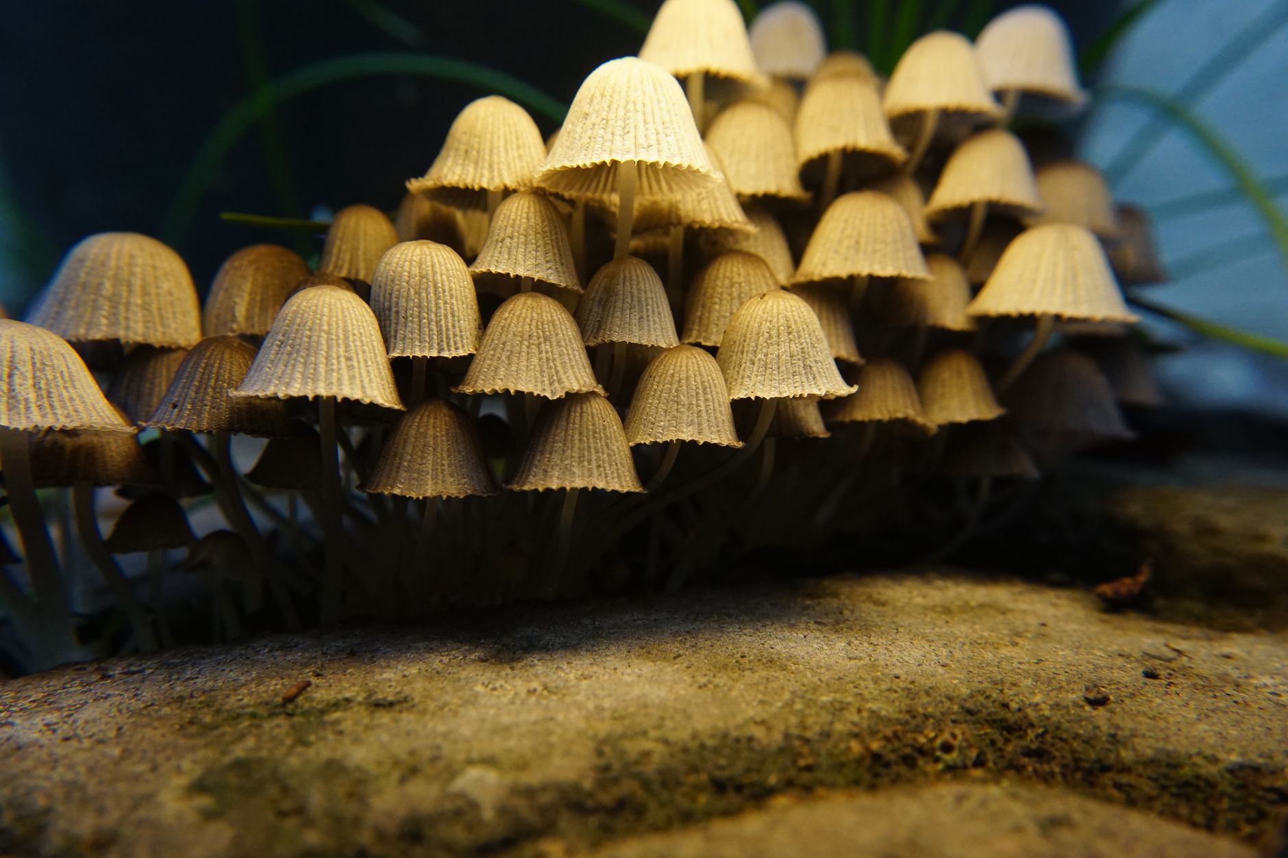 tiny mushroom pins forming on a colonized sawdust block